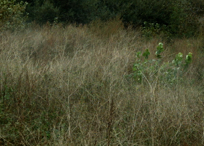 Song for the Jungle, Jean-Gabriel Périot, Jean-Gabriel Périot, 20DocsMx, 2025