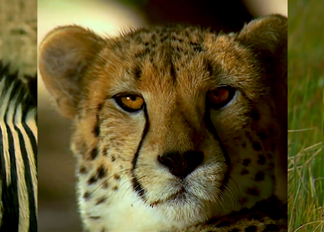 We Are Become Death, Jean-Gabriel Périot, Jean-Gabriel Périot, 20DocsMx, 2025